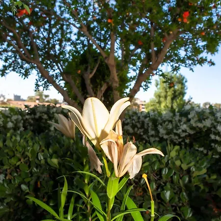 Konukevi Campus Trigoria Selcetta